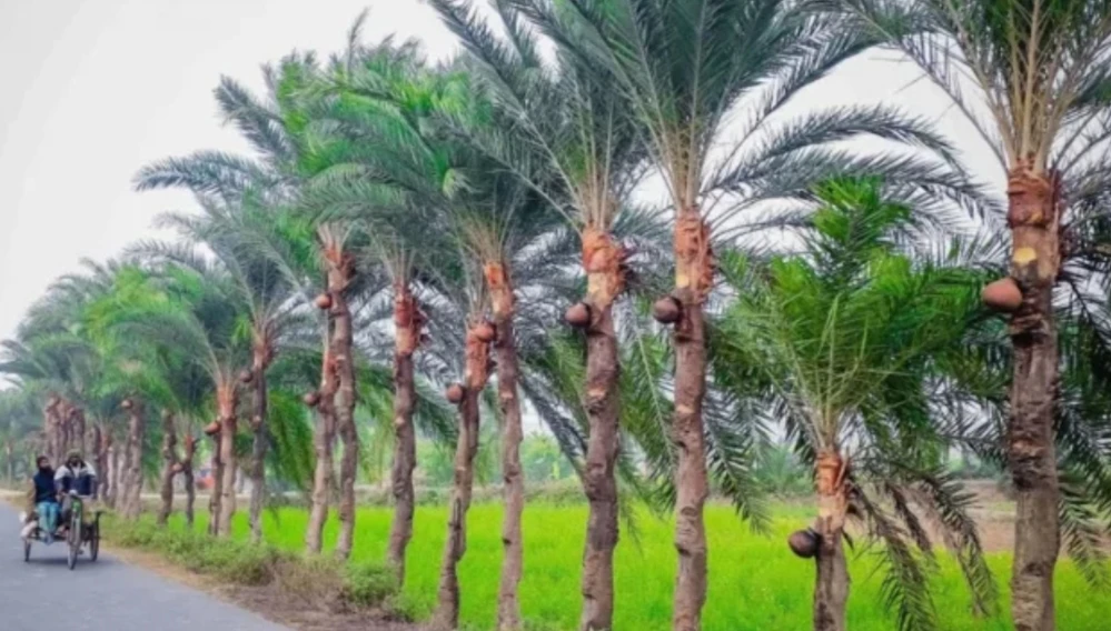 কালের গর্ভে হারিয়ে যাচ্ছে যশোরের উপমহাদেশখ্যাত নলেনী পাটালী, খেজুর রস ও গুড়